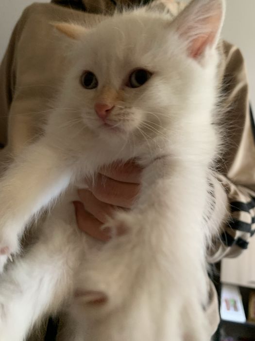 Отдам котят в хорошие добрые руки