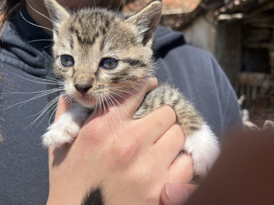 Подарявам котенца