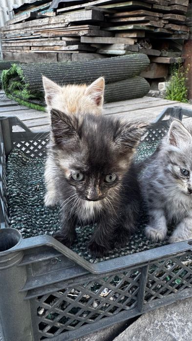 Отдам котенка в добрые руки