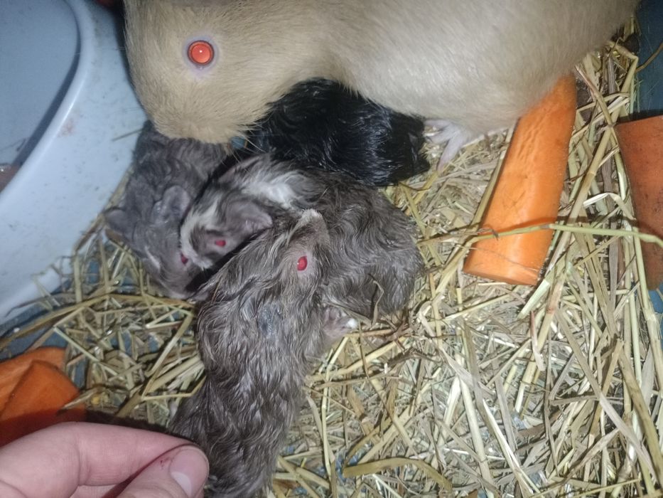 Морские свинки малыши