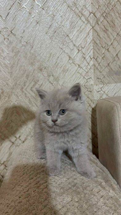 Породистые котята!