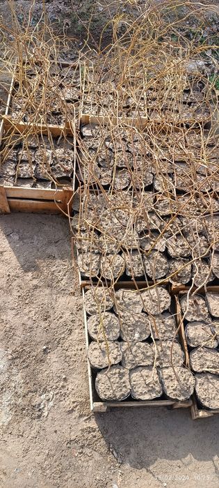 Kivi kochatlari sotiladi