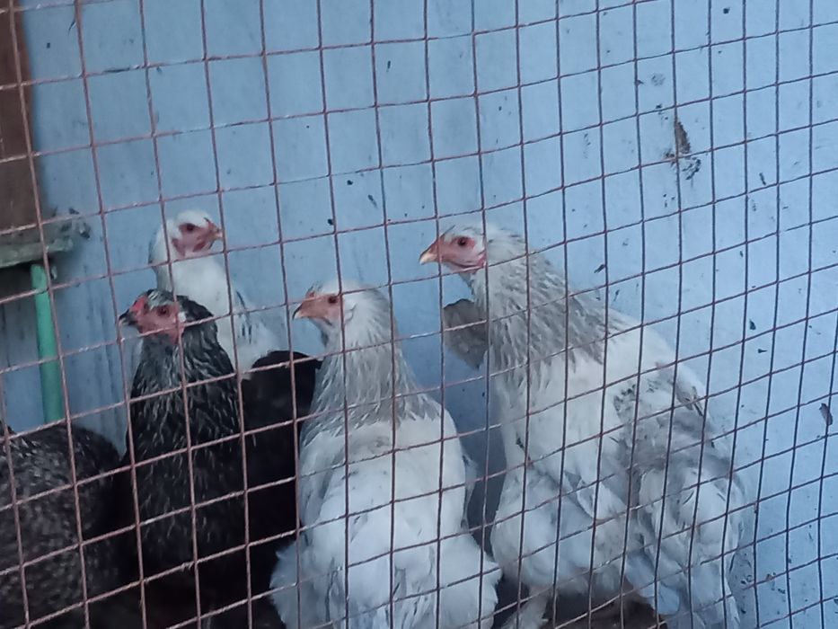 Жақсы Қораздар Брауын Тауықтары бар