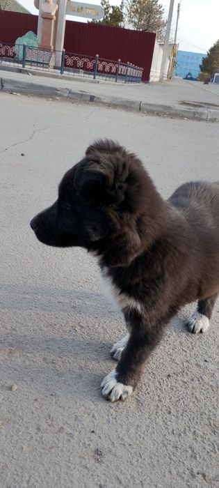 Күшік сатылады домашний күшік даланың күшігі емес!