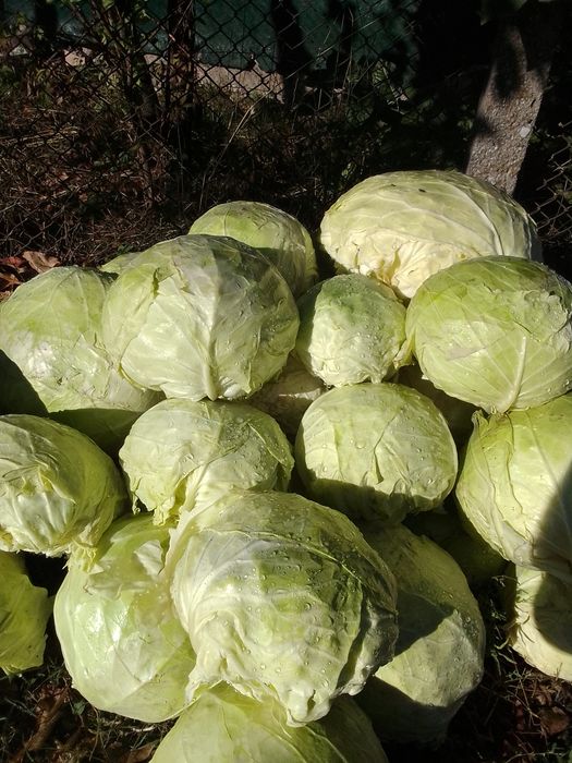 Varză românească