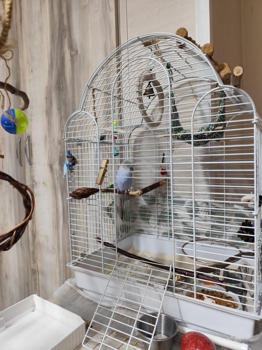Волнистый попугай с клеткой