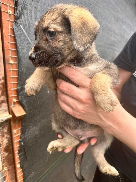 Щенки дворянской породы.