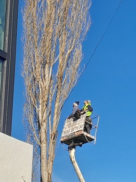 Tăiere copaci alpinist utilitar evaluare pe watap oferim factura