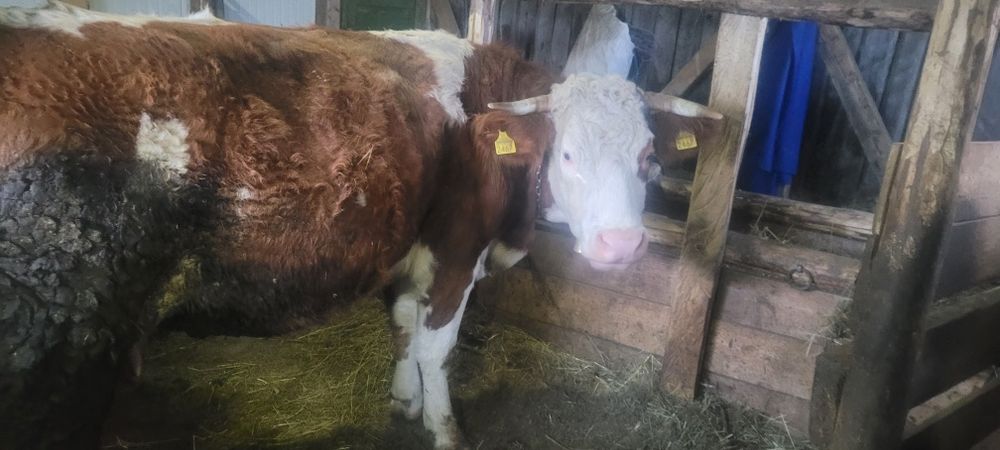 Vând vaca de 3 vitei