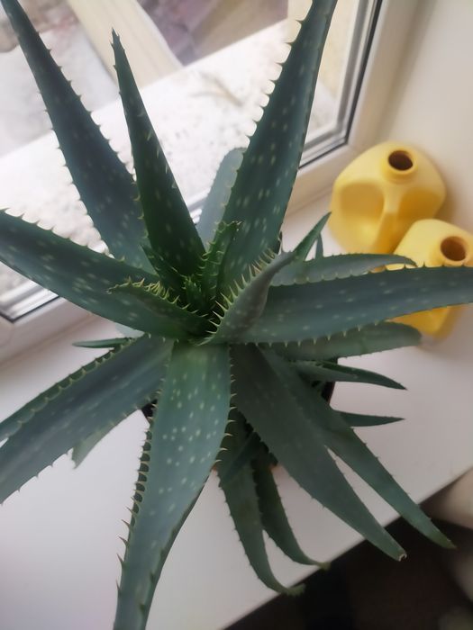 Комнатное растение -алое вера