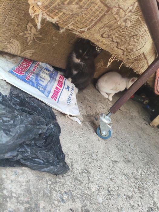 Катята очень добрые