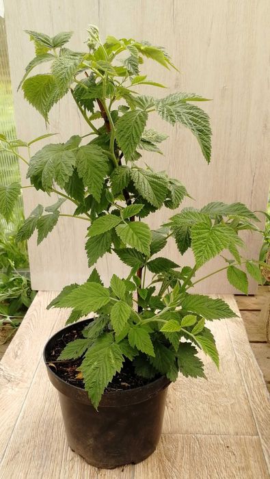 саженцы ремонтантной малины