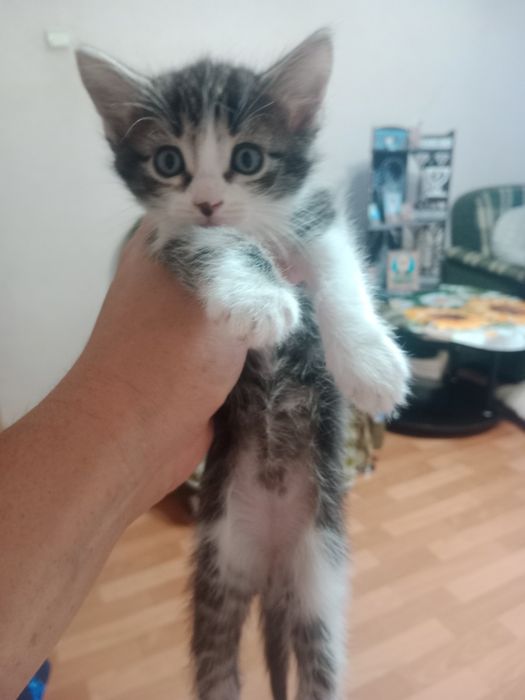 Отдам котят даром в хорошие руки. 1 мальчик(серого цвета), 2 девочки