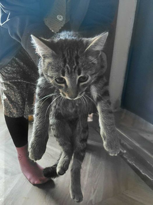 Отдам котят в добрые руки