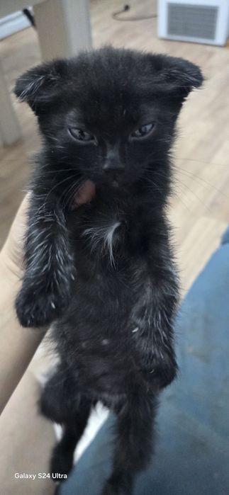 отдам котят мальчики