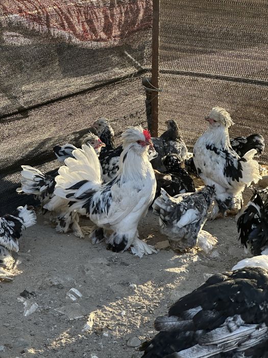Карликовые куры