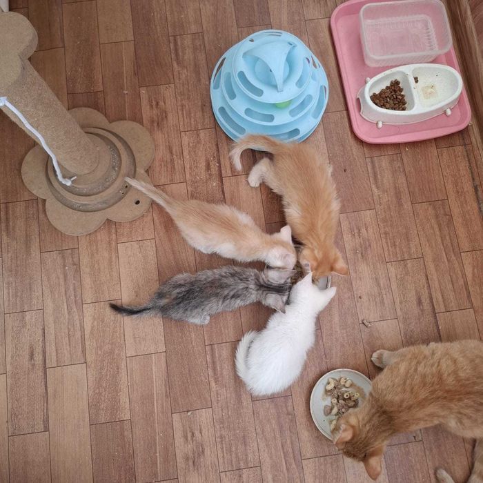 Отдам котят в любящие ручки
