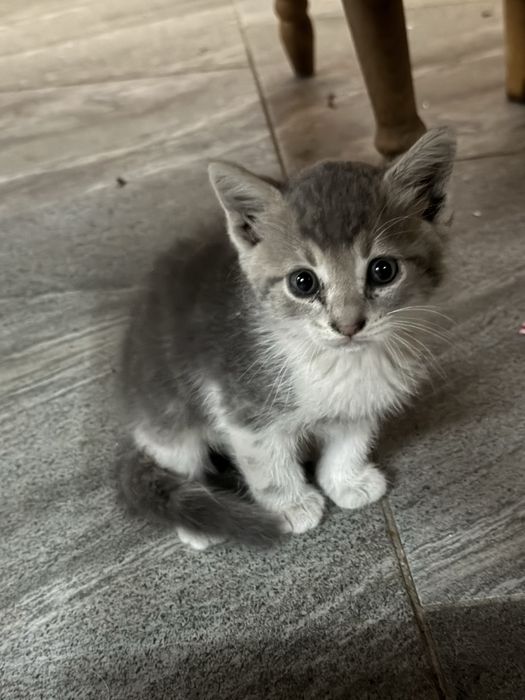 Подарявам малко котенце