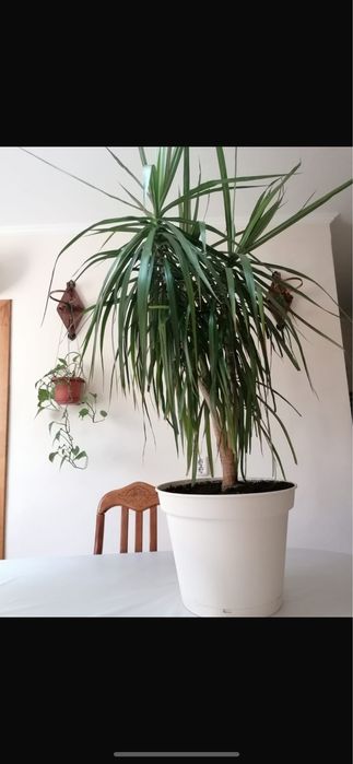 Продам Драцена высота 120
