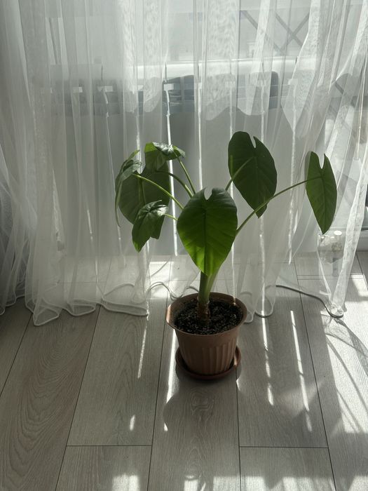 Комнатные цветы