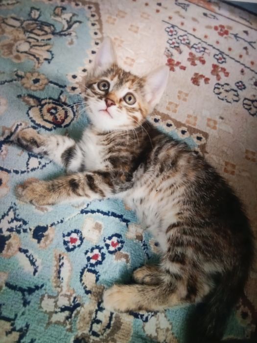 Отдам котят в добрые руки!