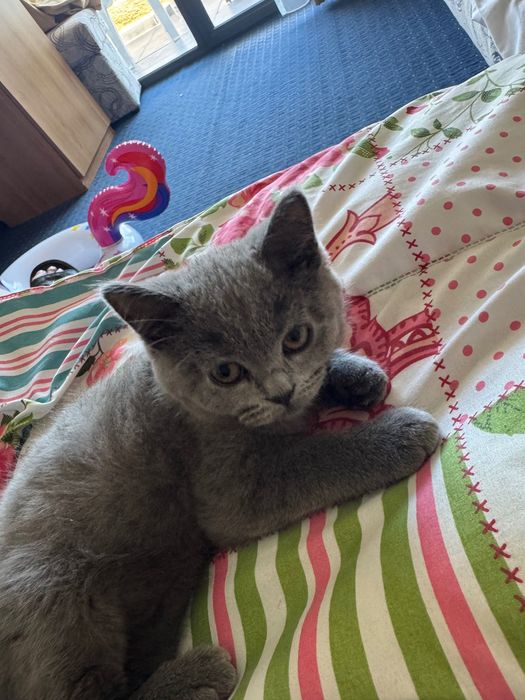 котенце на 4 месеца Шотландска фолд