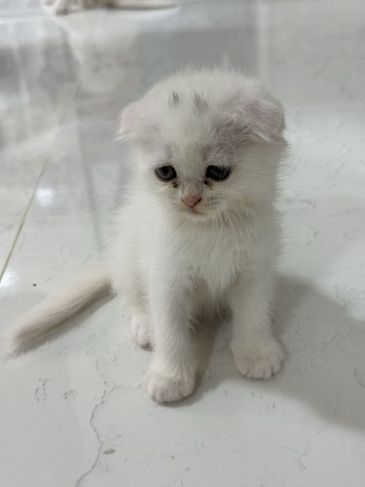 Продаються породистые котята (шотланские вислоухие) 5 котят