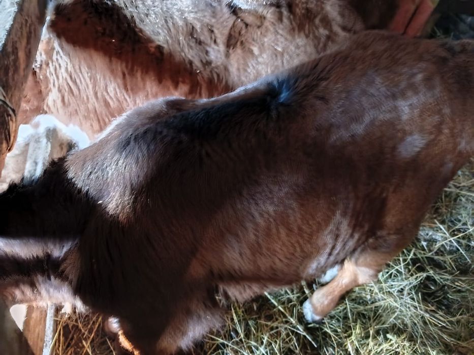 Продам телочку,недельная.