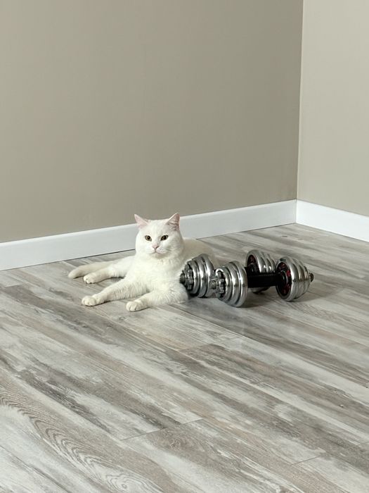 Отдам кота бесплатно