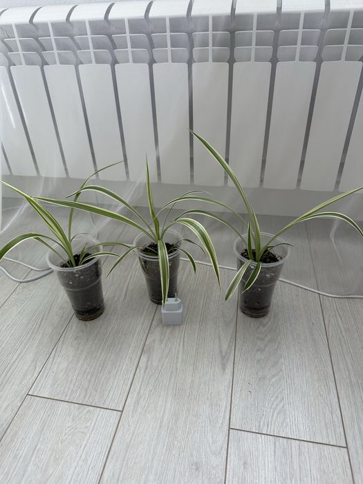 Хлорофитум Variegatum