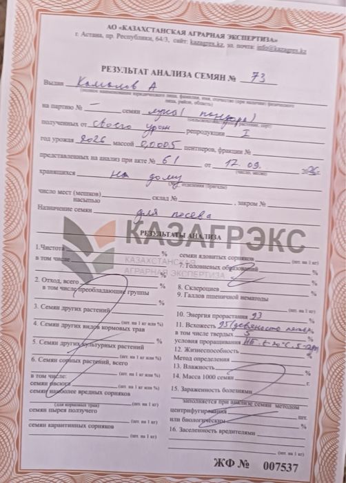 Продам семена лука Пандора