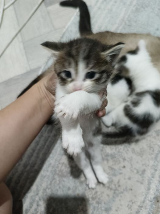 Отдам даром котёнки