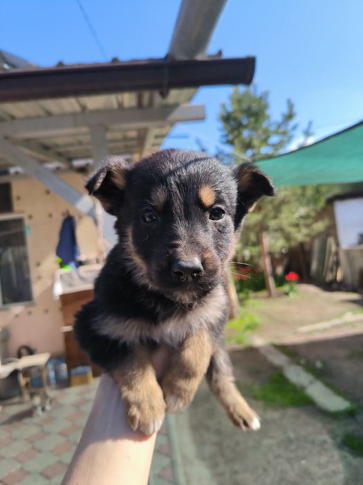 Отдам щенят в добрые руки