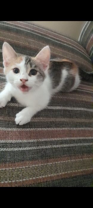 Котёнок,бесплатно