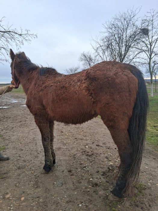 Vând sau schimb iapa