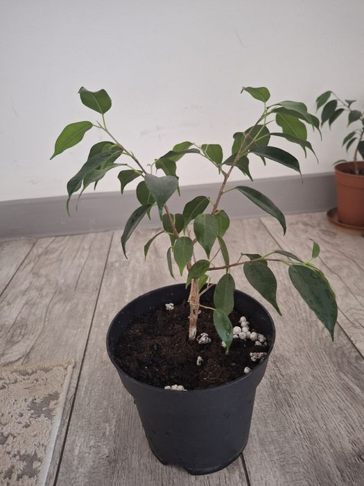 Комнатное растение фикус