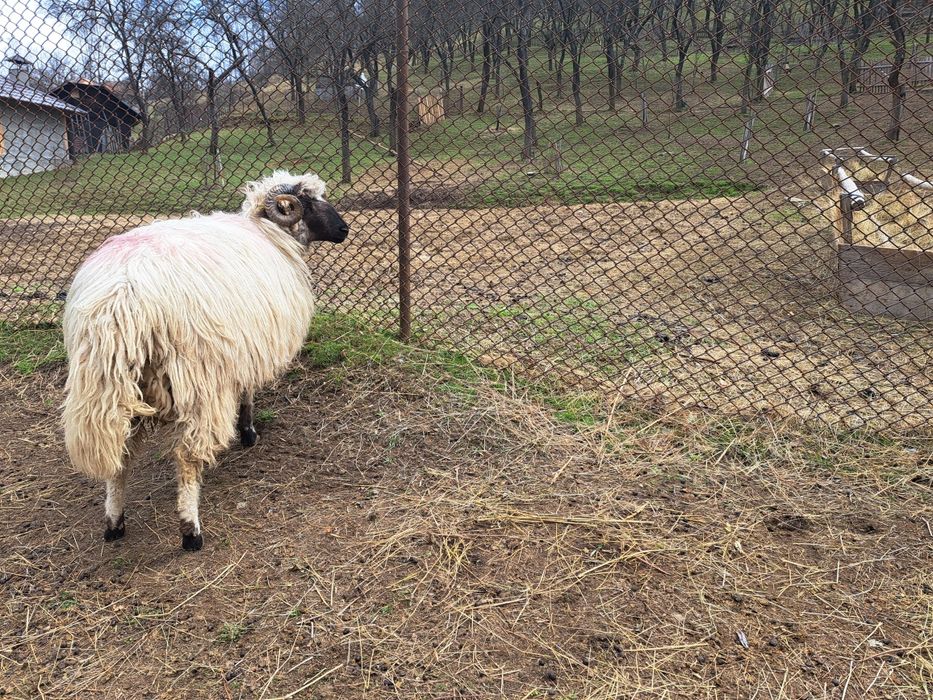 Berbecuț  de vânzare
