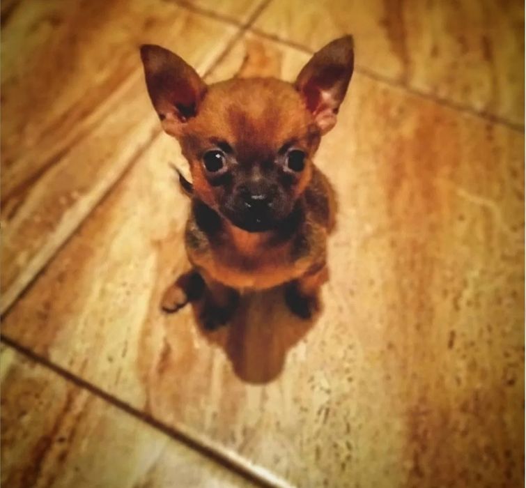 Вязка Чихуахуа кабель