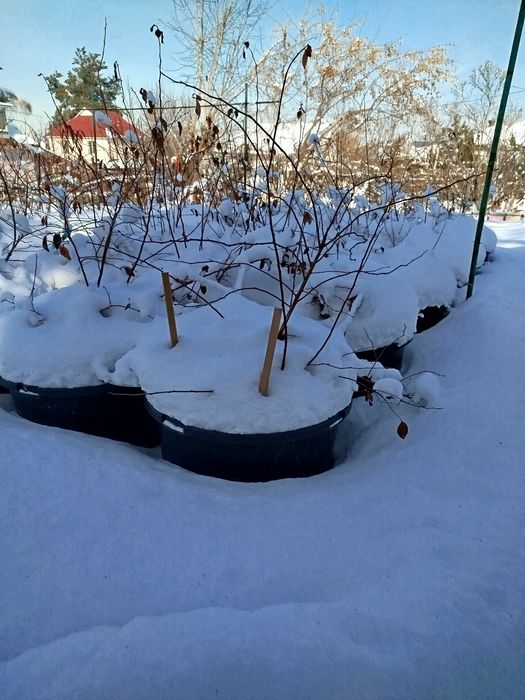 Продам саженцы Голубики