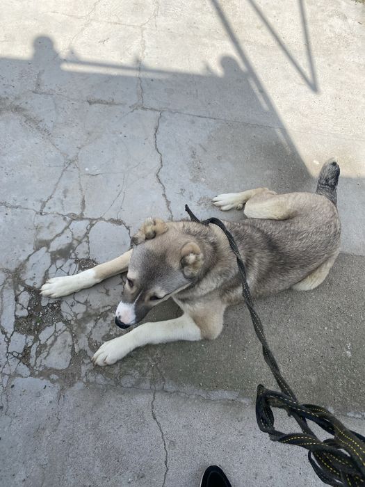 Срочно сатылады обмен бар