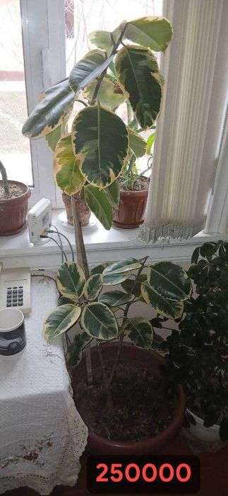 Цветы: филодендрон, шеффлер, фикус каучуконосный, спатифиллум