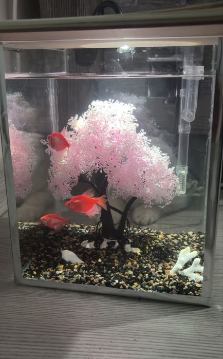Аквариум + декор + 3 шт риба + фильтр+ корм