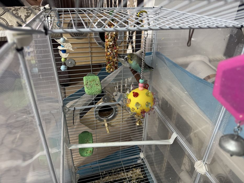 Продам попугайчиков полный комплект