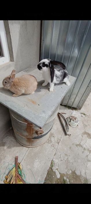 Iepuri de rasa de vânzare