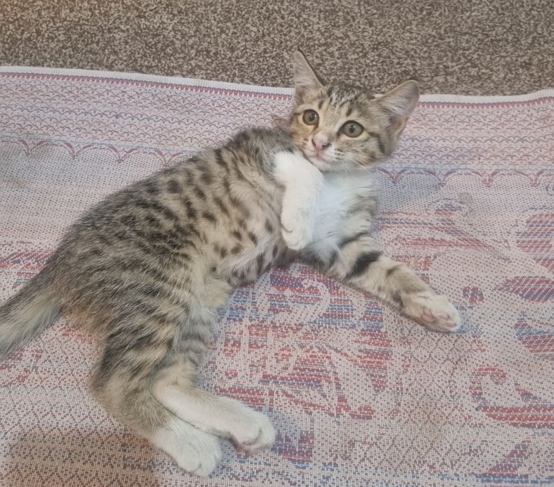 Отдам котят бесплатно