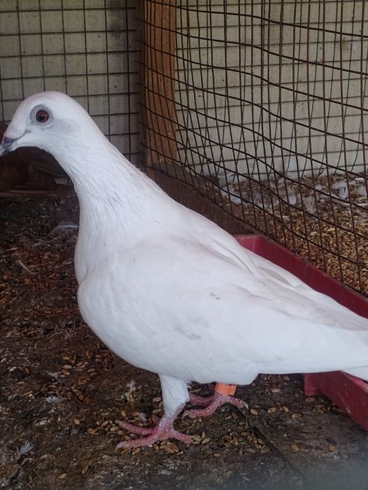 Пощенски Гълъби чифтове