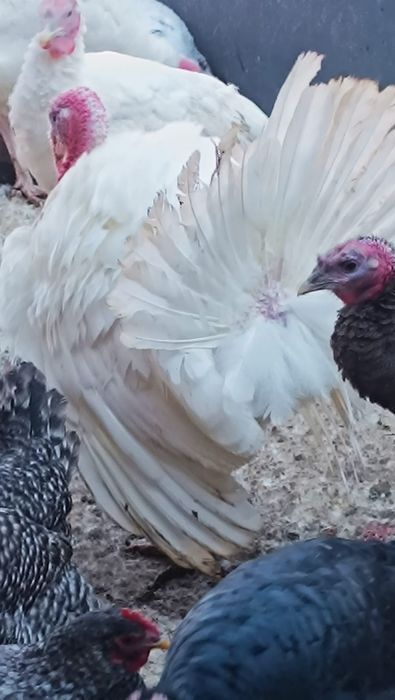 Индюк на племя 7месяцев