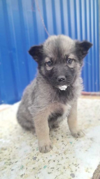 Щенята, в добрые руки