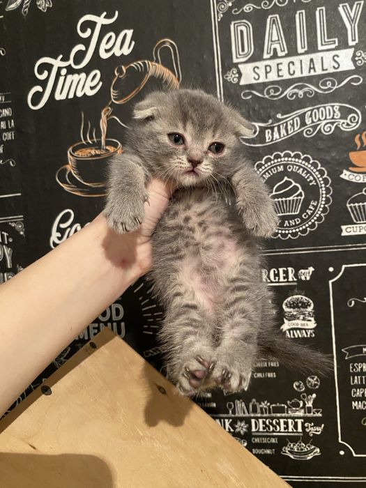 Шотландская девочка вислоухая