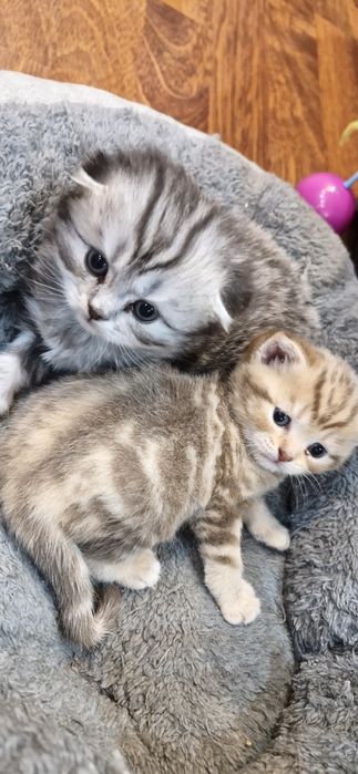 Шотландский котенок